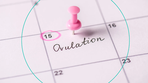 Ovulation Bleeding
